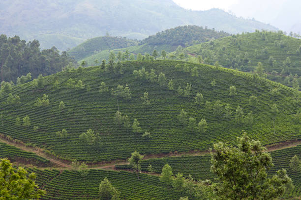 istock Tea plantations in Kerala, South India 1066245212