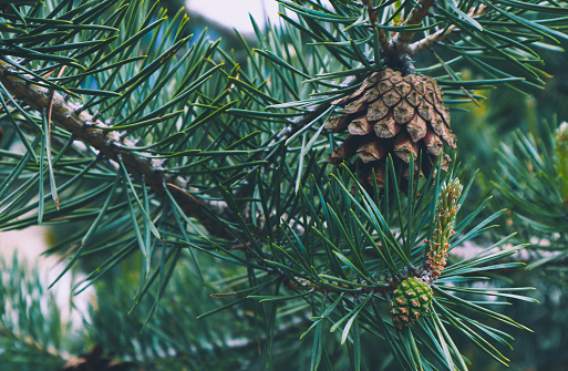 Photo depicting a bright evergreen pine three with a new small green cones. Little tiny cute colorful new fir-tree cone growth on the brunch, springtime. Macro, close up view.