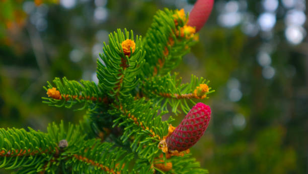 photo depicting a bright evergreen pine three with a new small red cones. little tiny cute colorful new fir-tree cone growth on the brunch, springtime. macro, close up view. - growth new evergreen tree pine tree imagens e fotografias de stock