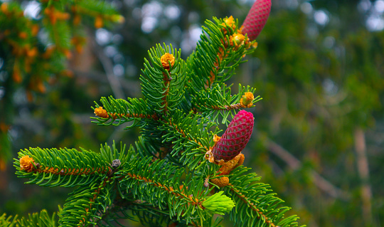 Photo depicting a bright evergreen pine three with a new small red cones. Little tiny cute colorful new fir-tree cone growth on the brunch, springtime. Macro, close up view.