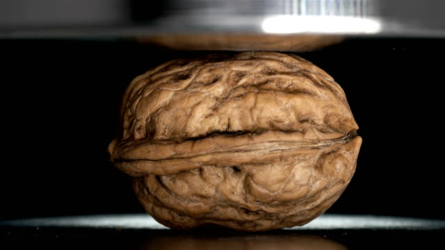 walnut pressed with hydraulic press, close-up