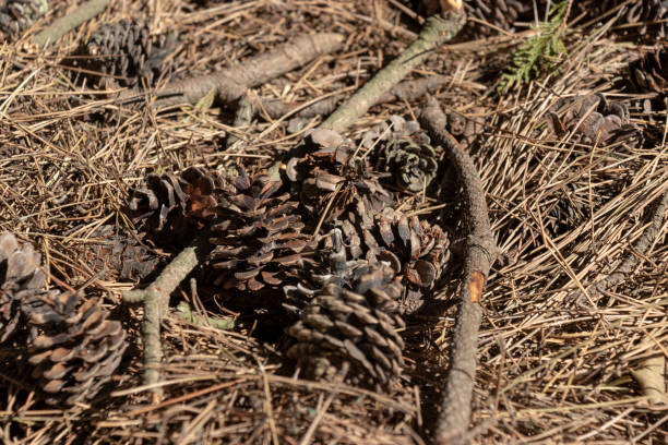 istock Pine cones in the forest, Ibaraki Prefecture, Japan 1066248686