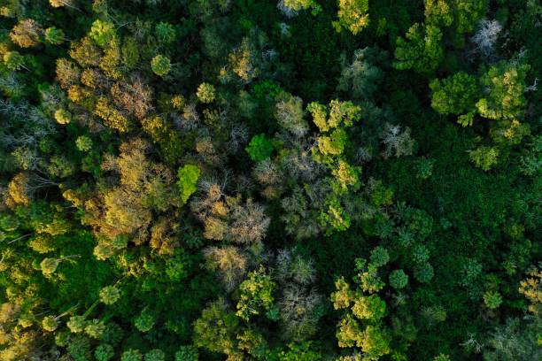 Aerial view of a forest in Florida