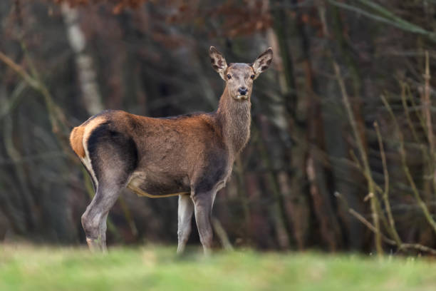 istock Female roe deer standing in a forest 1066252050