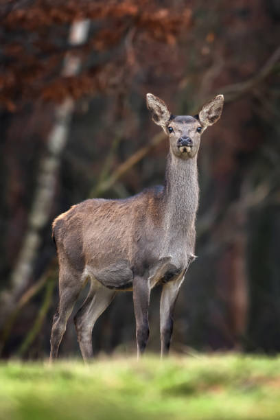 istock Female roe deer standing in a forest 1066252052