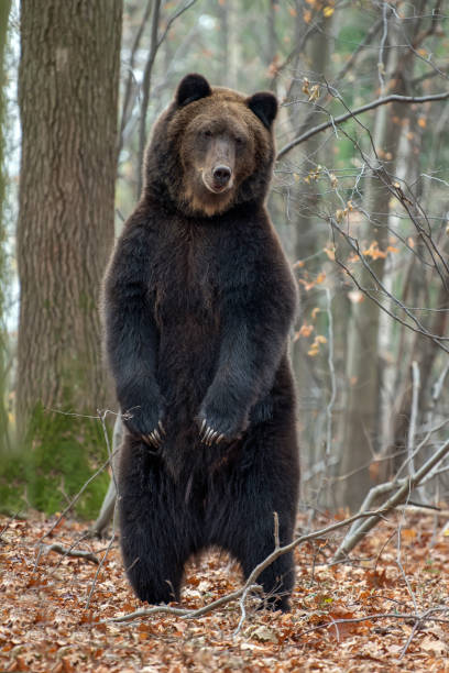 istock Bear standing on his hind legs in the autumn forest 1066252336