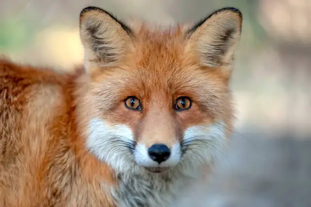 Photo of Close red fox portrait