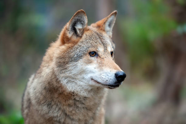 istock Portrait wolf in autumn forest 1066252396