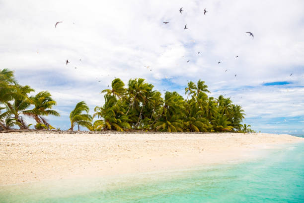Small remote tropical island motu overgrown with palms. Sandy beach, flock of birds flying. Funafuti atoll, Tuvalu, Polynesia, South Pacific, Oceania stock photo