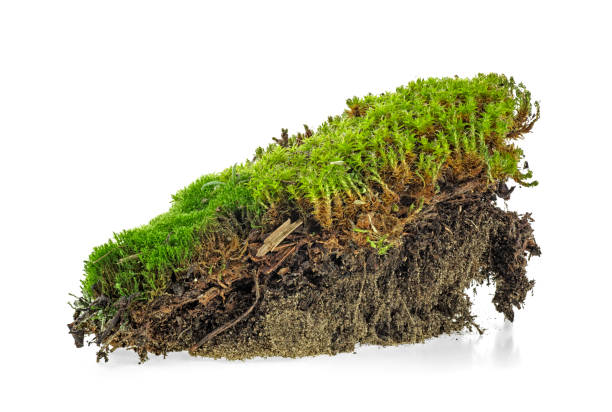 istock Closeup of green moss isolated on a white background 1066254694