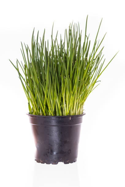 Fresh chives bunch isolated on white background