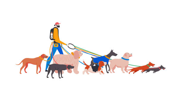 Set cartoon style icons of dogs and personal dog-walker Vector illustration. Set cartoon style icons of dogs and personal dog-walker. Different breeds: basset hound, komondor, rhodesian ridgeback, golden retriever, dobermann, weimaraner, dachshund. cartoon basset hound walking stock illustrations