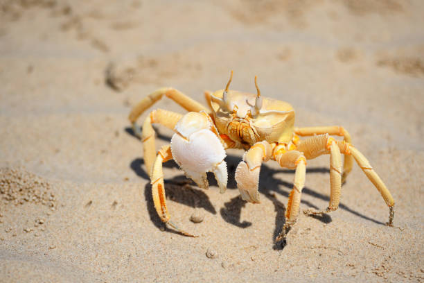 Sand crab in the beach of Socotra island, Yemen. stock photo