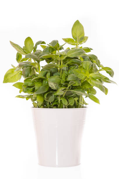istock Basilikum (Ocimum basilicum) as green pot plant white isolated 1066257602