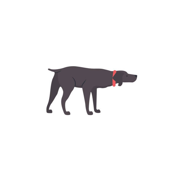 ilustrações, clipart, desenhos animados e ícones de ícone de estilo de desenho animado de weimaraner para projeto diferente. cão de caça bonito. - weimaraner dog animal domestic animals