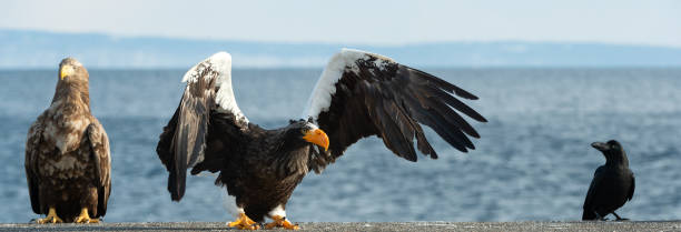 istock Adult Steller`s sea eagle spread its wings. 1066257964