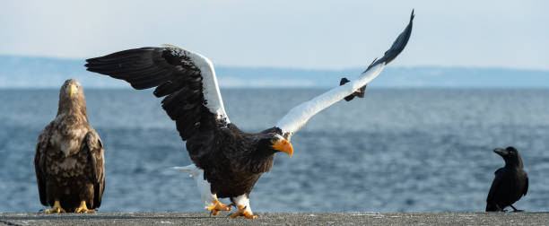 istock Adult Steller`s sea eagle spread its wings. 1066258008