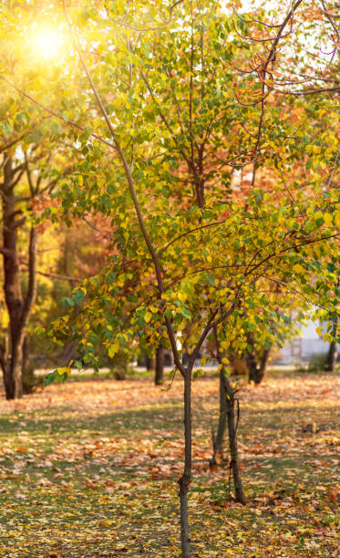 istock city park with trees and yellow leaves 1066258078