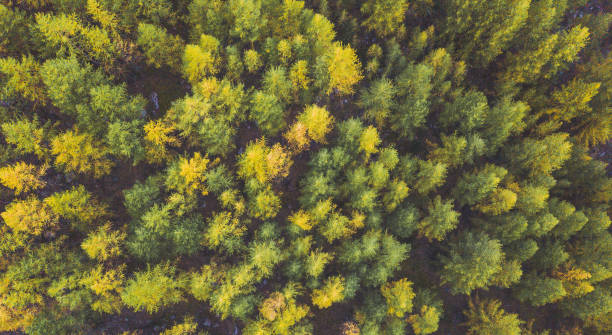istock Birds eye view of colorful pine forest. 1066260342
