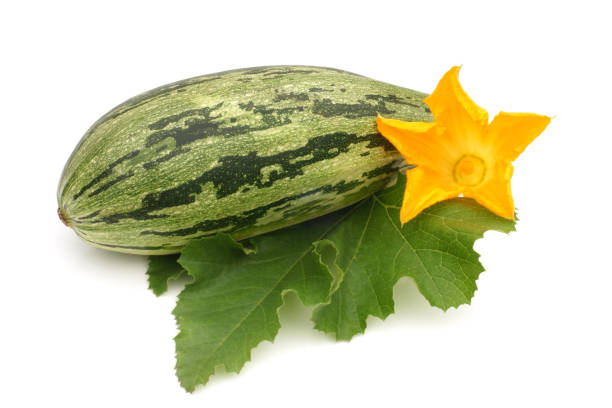 fresh vegetable marrow with leaf and flower - zucchini squash marrow squash vegetable imagens e fotografias de stock