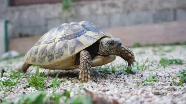 Photo of Cute domestic pet turtle in the open air