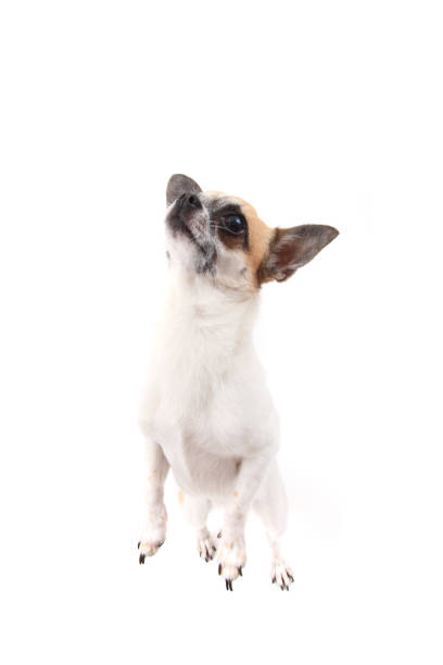 istock small chihuahua isolated 1066264580