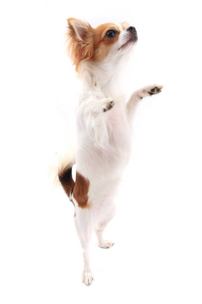istock small chihuahua isolated 1066264594