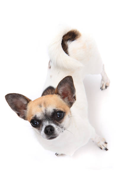 istock small chihuahua isolated 1066264618