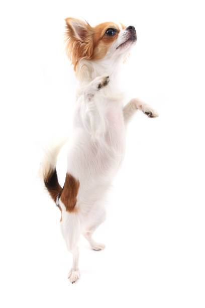 istock small chihuahua isolated 1066264640