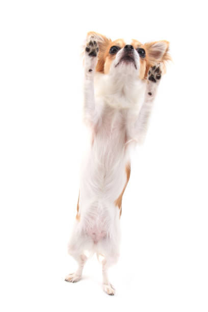 istock small chihuahua isolated 1066264666