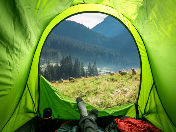 blick vom zelt auf tatra und herde von schafen, polen - 3080 stock-fotos und bilder