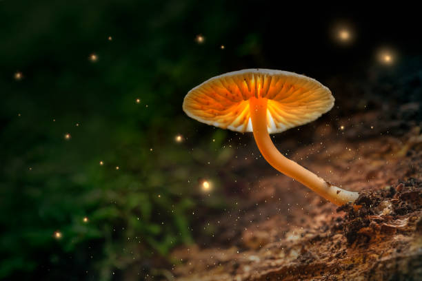 istock Glowing mushrooms and fireflies in magical forest at dusk 1066266150