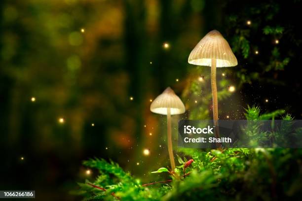 Leuchtende Pilz Lampen Mit Glühwürmchen Im Zauberwald Stockfoto und mehr Bilder von Wald