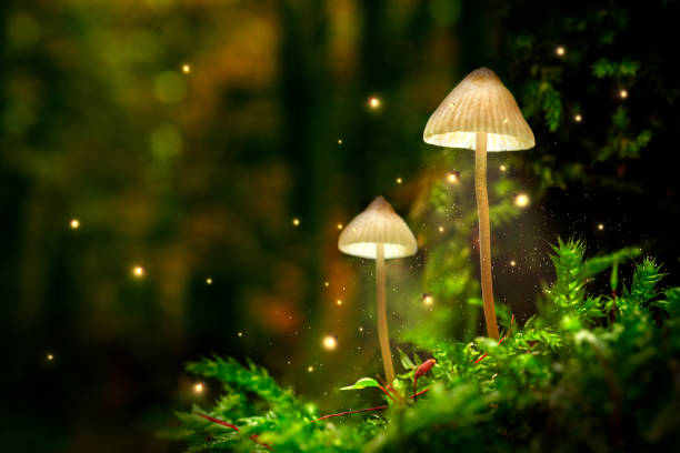 lampes champignons rougeoyantes avec lucioles dans la forêt magique - éthéré photos et images de collection