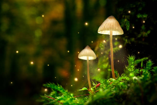 Glowing mushroom lamps with fireflies in magical forest Glowing mushroom lamps with fireflies in magical forest glowworm photos stock pictures, royalty-free photos & images