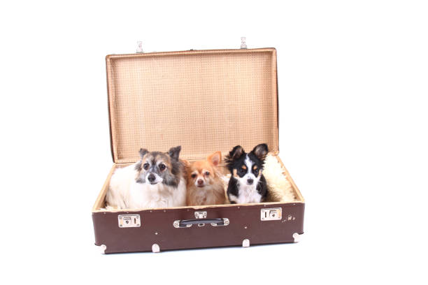 istock chihuahua is resting in the suitcase 1066266220