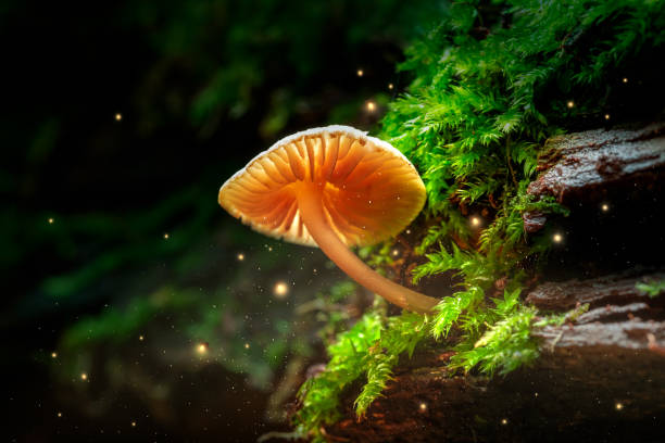 istock Glowing small mushroom and fireflies in magical forest 1066266238