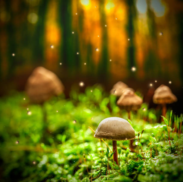 istock Small mushrooms on moss and fireflies in forest at dusk 1066266246