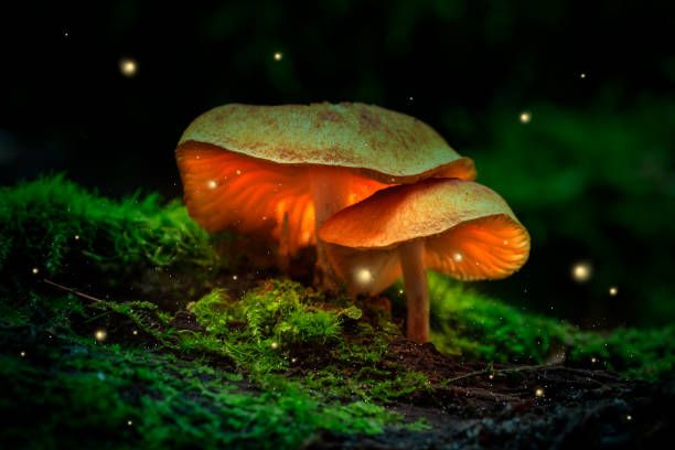 istock Fireflies and glowing mushrooms in a dark forest at dusk 1066266330
