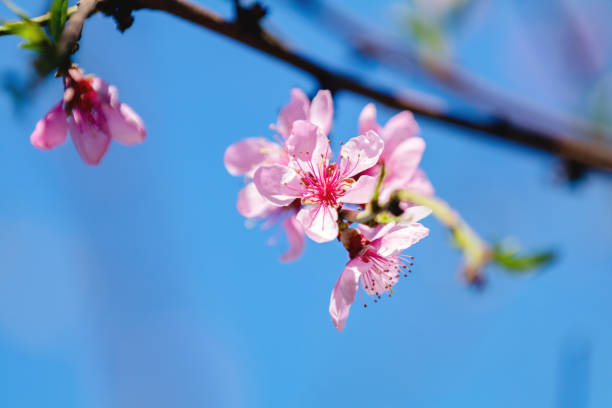 istock Beautiful nature scene with blooming peach tree and sun flare 1066266358