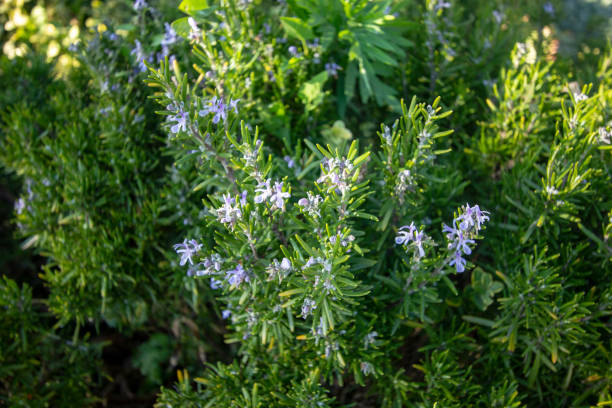 istock blue rosemary flowers 1066270772
