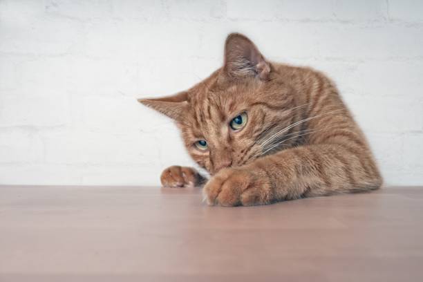 istock Naughty ginger cat showing paws on wooden table. 1066270790