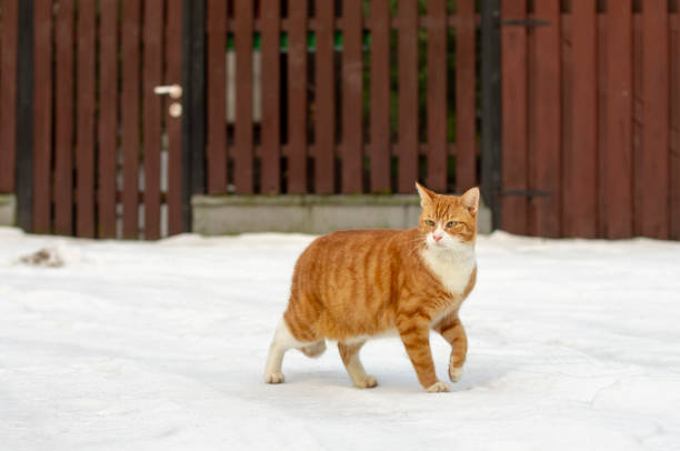 istock Red-haired cat on a winter walk. 1066273830