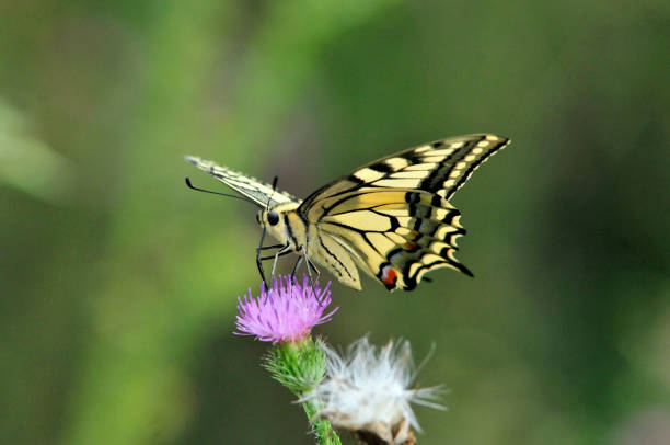 istock Swallowtail butterfly, Old World swallowtail. . 1066273836