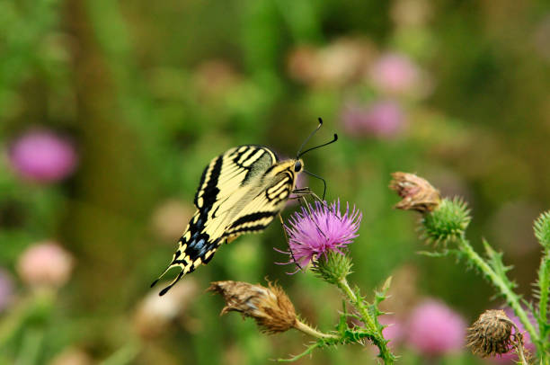 istock Swallowtail butterfly, Old World swallowtail. 1066274042