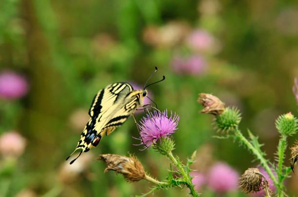 istock Swallowtail butterfly, Old World swallowtail. 1066274072