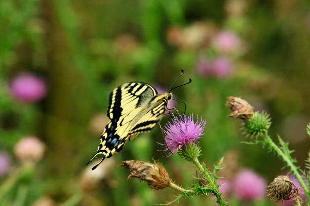 istock Swallowtail butterfly, Old World swallowtail. 1066274106