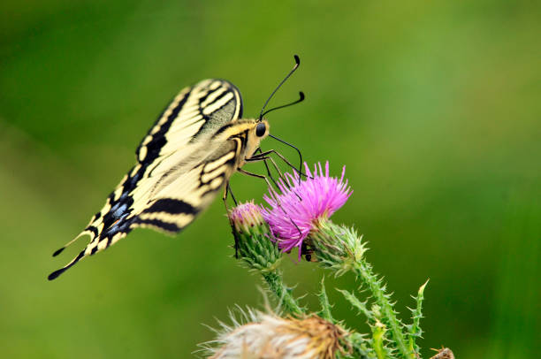 istock Swallowtail butterfly, Old World swallowtail. 1066274126