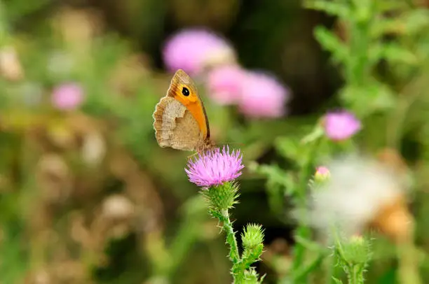 Photo of Butterfly drinks nectar from a thistle flower plant. The meadow brown is a butterfly.