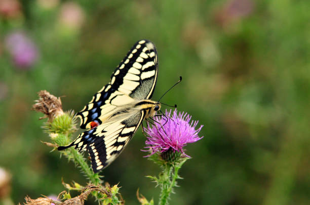 istock Swallowtail butterfly, Old World swallowtail. 1066275174